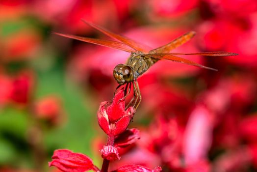 Closeup of dragonfly on red flower
