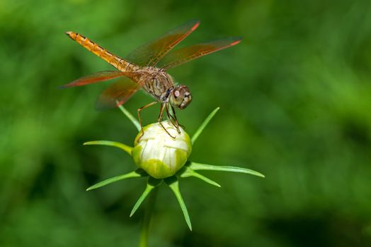 Closeup of dragonfly sitting on flower
