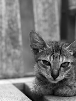 BLACK AND WHITE PHOTO OF GREY CAT