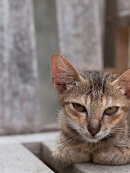 COLOR PHOTO OF GREY CAT