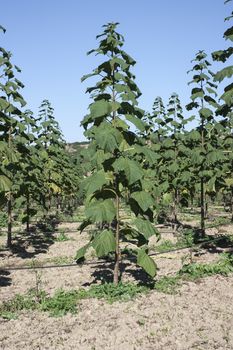 The particular characteristics of the botanical and ecological Paulownia generally make it a typical "multi-functional tree", can provide simultaneously different types of products and services: Ornamental, for processing wood, biomass