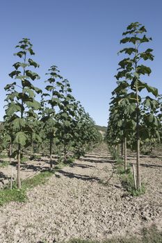 The particular characteristics of the botanical and ecological Paulownia generally make it a typical "multi-functional tree", can provide simultaneously different types of products and services: Ornamental, for processing wood, biomass