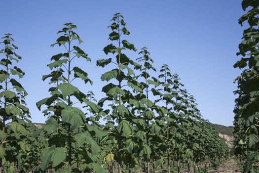 The particular characteristics of the botanical and ecological Paulownia generally make it a typical "multi-functional tree", can provide simultaneously different types of products and services: Ornamental, for processing wood, biomass