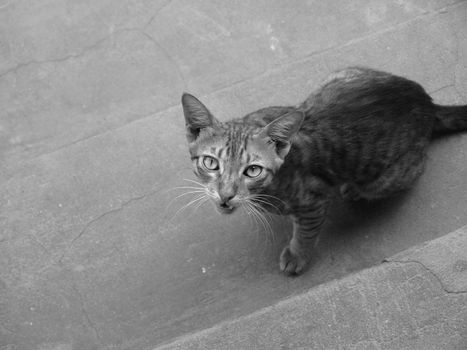 BLACK AND WHITE PHOTO OF SNARLING CAT