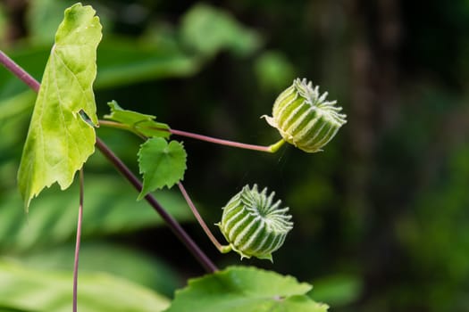 exotic shape color green like a gear, It is the fruit and seeds of Abutilon indicum or Indian abutilon in Thailand