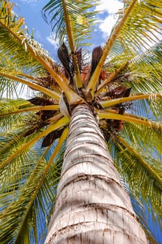 Palm tree viewed from below upwards high above