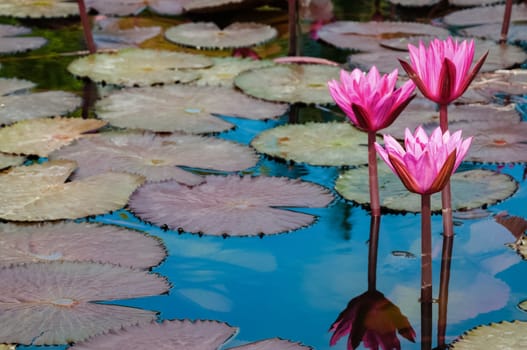 Pink water lilies group in bloom Tobago natural pond