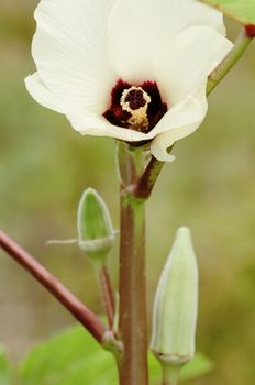 Okra flower and fruit vegetable organic agriculture gardening