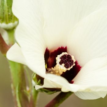 Okra flower and fruit vegetable organic agriculture gardening square