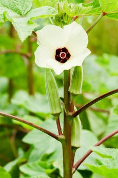 Okra flower and fruit vegetable organic agriculture gardening