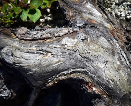background detail on the age the mountain pine branch