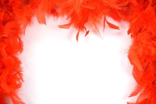 Red feather on the edge of a white background