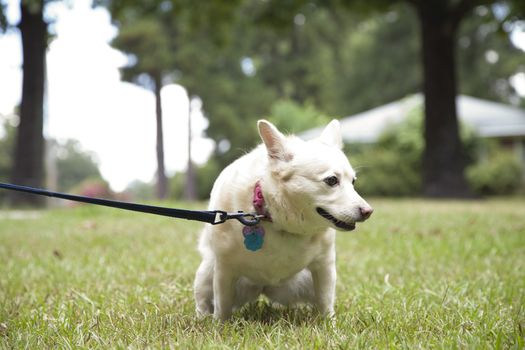Small, white female dog urinating in a park