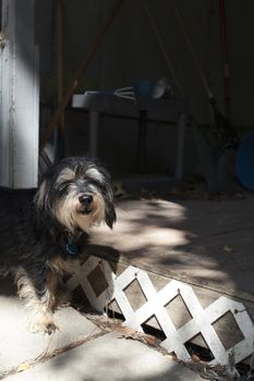 Small dog near a porch