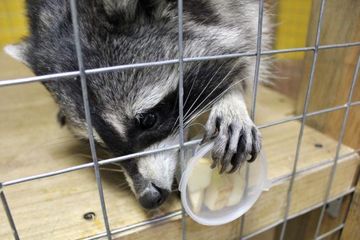 tamed  raccoon in a cage in a city manual zoo
