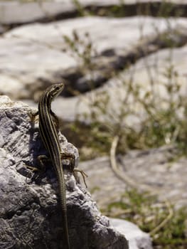 Lizards hiding on the ruins of Ancient Messini at Greece