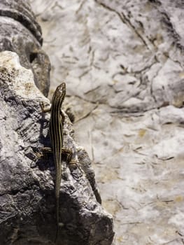 Lizards hiding on the ruins of Ancient Messini at Greece