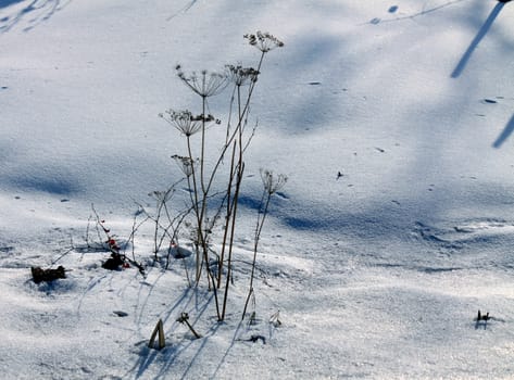 dry plants in snow, garden at winter against sun