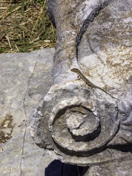 Lizards hiding on the ruins of Ancient Messini at Greece