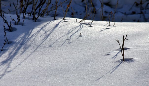 dry plants in snow, garden at winter against sun