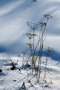 dry plants in snow, garden at winter against sun