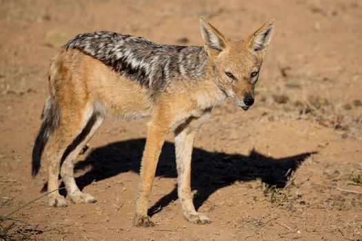 Wild Blacj Backed Jackal in arid land in South Africa