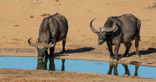 Two Cape Buffalo bulls quenching their thirst at a waterhole in Africa