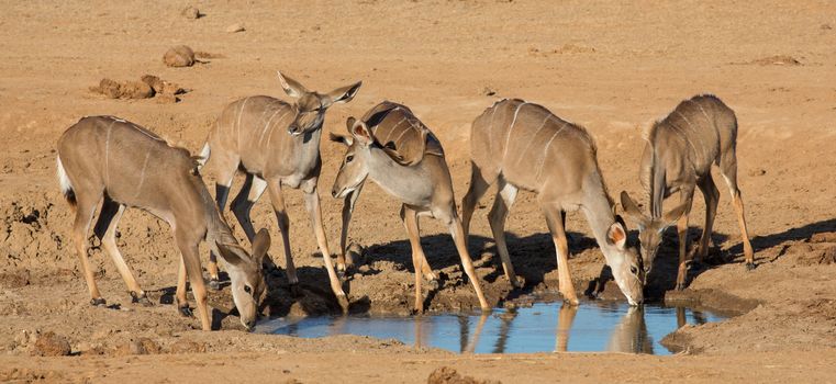 Group of young impala antelope in Africa drinking at a water hole