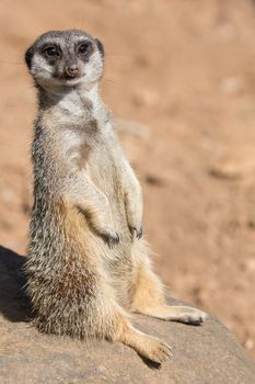Cute meerkat or suricate sunning itself on a rock