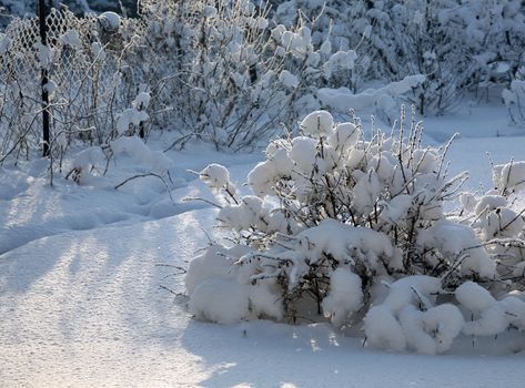 snow-covered Bush illuminated by the rising sun