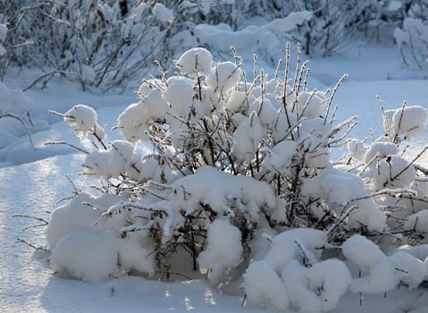 snow-covered Bush illuminated by the rising sun