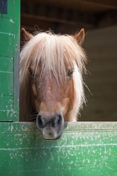 Shetland pony (Equus przewalski caballus)