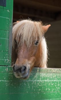 Shetland pony (Equus przewalski caballus)