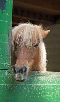 Shetland pony (Equus przewalski caballus)