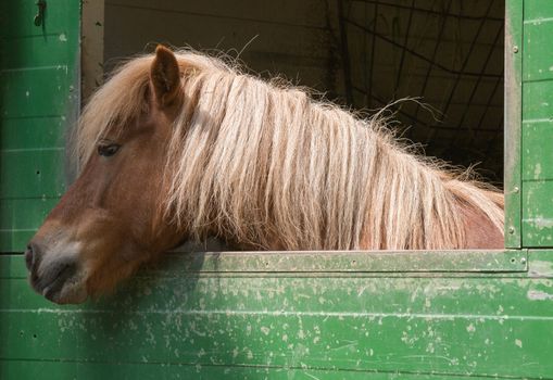 Shetland pony (Equus przewalski caballus)