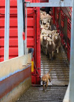 Quite a messy job in the pouring rain, 4 rows high and 24 separate pens - around 700 sheep on a B-Double Livestock ttruck.  Sheep being offloaded and the working pup (in training) seems to want to be the leader of the pack :) Here he is running ahead of the sheep, instead of pushing from behind.  Motion blur to the pup and some sheep.
