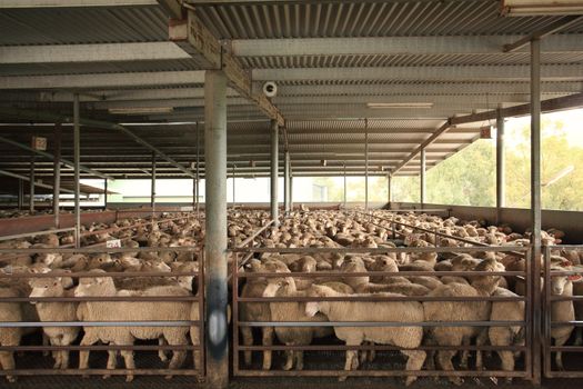 Sheep corrals or temporary holding pens after being unloaded from a livestock truck