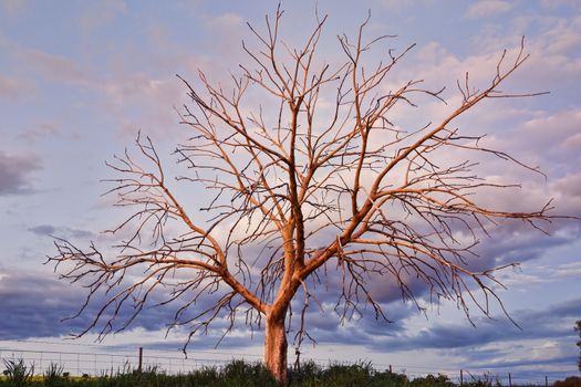This outstanding tree with branches outstretched in the fading light of sunset.
