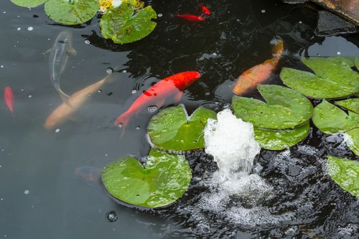 Colorful beautiful carp, Koi carp in a natural pond.