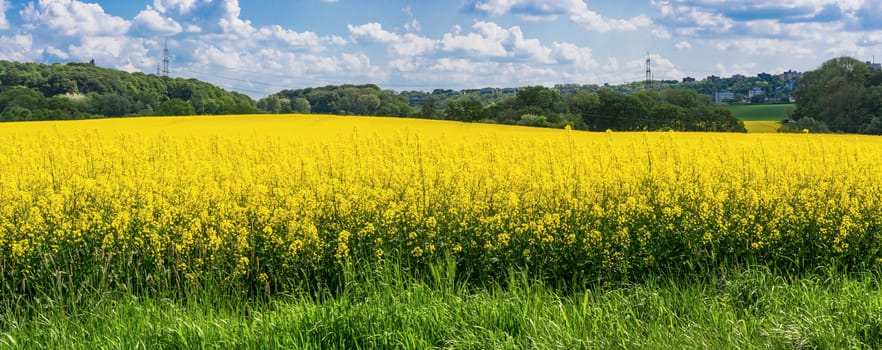 Blooming canola field with beautiful blue sky in the background.
Symbolizing green energy.