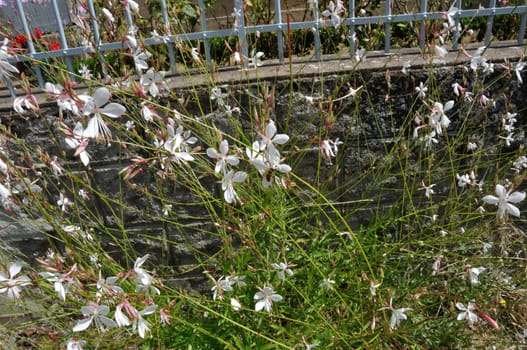 White flowers in a garden