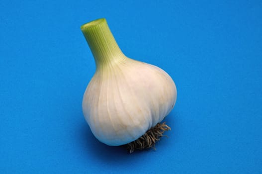 Fresh garlic  on blue background
