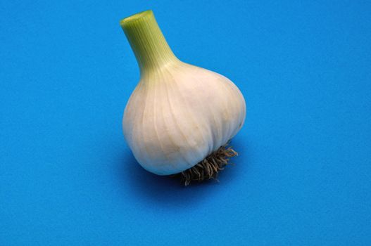 Fresh garlic  on blue background
