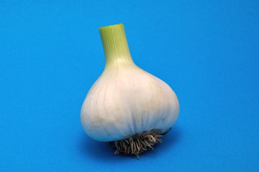 Fresh garlic  on blue background
