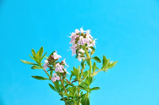 thyme flowers