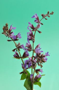 Sage flowers