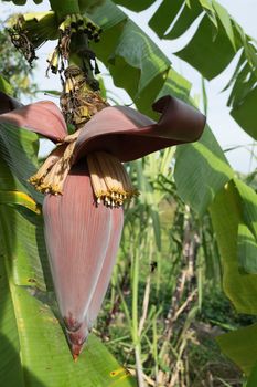 Banana blossom and bunch on tree in the garden at Thailand