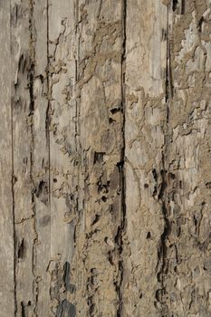 close up of termite damage on old wooden.