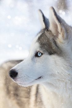 husky puppy with blue eyes on a winter outdoor