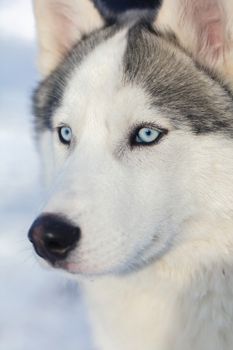 husky puppy with blue eyes on a winter outdoor